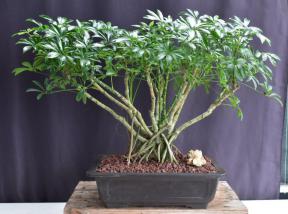 Hawaiian Umbrella Bonsai Tree<br>Banyan Style<br>(arboricola schfflera)