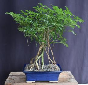 Hawaiian Umbrella Bonsai Tree<br>Banyan Style<br>(arboricola schfflera)