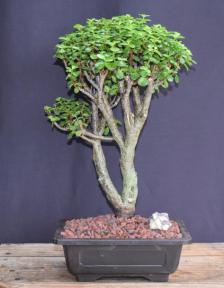 Baby Jade Bonsai Tree<br><i>(Portulacaria Afra)</i>