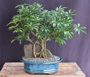 Hawaiian Umbrella Bonsai Tree<br>Root Over Rock<br>(arboricola schfflera)