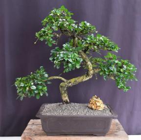 Flowering Fukien Tea Bonsai Tree<br>Curved Trunk Style<br><i>(ehretia microphylla)</i>9