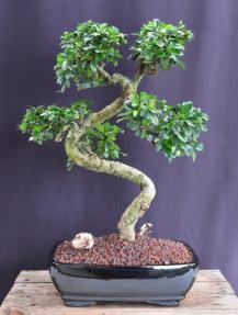 Flowering Fukien Tea Bonsai Tree<br>Curved Trunk Style<br><i>(ehretia microphylla)</i>