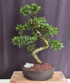 Flowering Fukien Tea Bonsai Tree<br>Curved Trunk & Tiered Branching<br><i>(ehretia microphylla)</i>