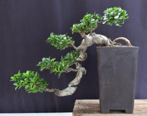 Green Emerald Ficus Bonsai Tree<br>Cascade Style<br><i>(ficus microcarpa)</i>