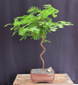 Trained Redwood Bonsai Tree<br><i>(metasequoia glyptostroboides)</i>