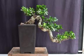 Green Emerald Ficus Bonsai Tree<br>Cascade Style<br><i>(ficus microcarpa)</i>