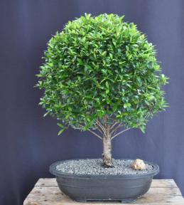 Trained Flowering Brush Cherry Bonsai Tree<br> (eugenia myrtifolia)