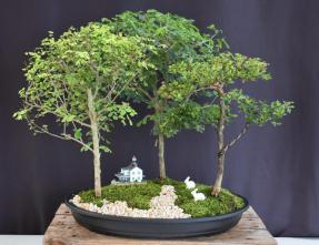 Flowering Three Tree Bonsai Forest Group