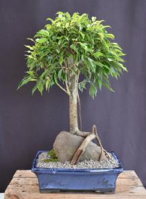 Ficus Philippinensis Bonsai Tree<br>Root Over Rock Style<br><i>(ficus philippenensis)</i>