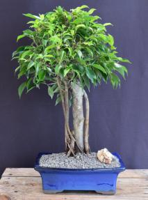 Ficus Philippinensis Bonsai Tree<br><i>(ficus philippenensis)</i>