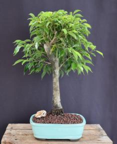 Ficus Philippinensis Bonsai Tree<br><i>(ficus philippenensis)</i>