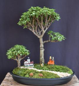 Baby Jade Bonsai Tree Group<br>Autumn Landscape Scene<br><i>(Portulacaria Afra)</i>