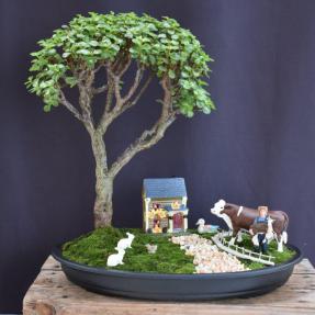 Baby Jade Bonsai Tree<br>Farmyard Landscape Scene<br><i>(Portulacaria Afra)</i>