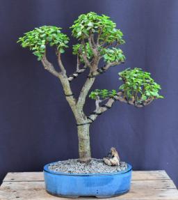 Baby Jade Bonsai Tree<br><i>(Portulacaria Afra)</i>