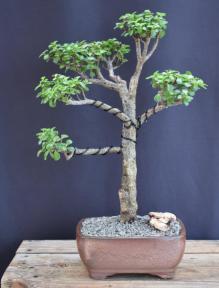 Baby Jade Bonsai Tree<br><i>(Portulacaria Afra)</i>