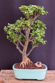 Baby Jade Bonsai Tree<br><i>(Portulacaria Afra)</i>