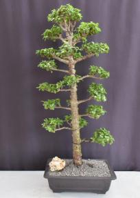 Baby Jade Bonsai Tree<br><i>(Portulacaria Afra)</i>