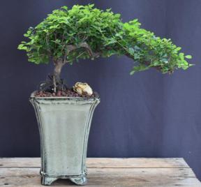 Flowering Sweet Plum Bonsai Tree<br><i>Semi Cascade Style<br>(sageretia theezans)</i>