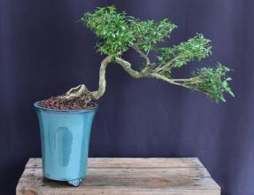 Chinese Flowering White Serissa <br>Bonsai Tree of a Thousand Stars<br>Semi Cascade Style<br>(serissa japonica)</i>