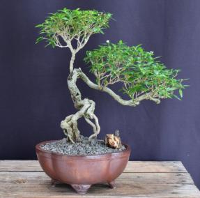 Chinese Flowering White Serissa <br>Bonsai Tree of a Thousand Stars<br>Exposed Roots<br>(serissa japonica)</i>