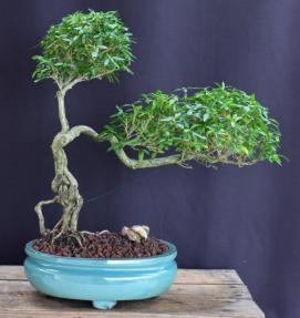 Chinese Flowering White Serissa <br>Bonsai Tree of a Thousand Stars<br>Upright Cascading Style<br>(serissa japonica)</i>