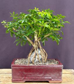 Hawaiian Umbrella Bonsai Tree<br>Root Over Rock<br>(arboricola schfflera)