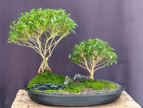 Chinese Flowering White Serissa <br>Bonsai Tree of a Thousand Stars<br>Forest Planting<br>(serissa japonica)</i>