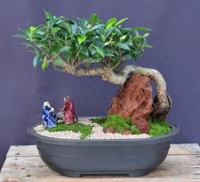 Ficus Retusa Bonsai Tree<br>Cascading Over Rock<br><i>(ficus retusa)</i>