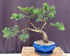 Shimpaku Juniper Bonsai Tree<br><i>(juniper chinensis 'shimpaku')</i>