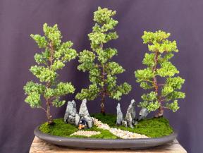 Juniper Bonsai Tree - Three Tree Forest Group<br><i>(juniper procumbens nana)</i>