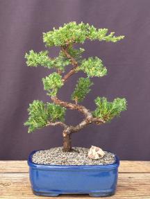 Juniper Karate Kid Bonsai Tree<br><i> (juniper procumbens 