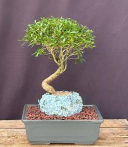 Chinese Flowering White Serissa - Tree of a Thousand Stars<br>Curved Trunk Style<br><i>(Serissa Japonica)</i>