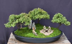 Juniper Bonsai Tree - Three Tree Forest Group<br><i>(juniper procumbens nana)</i>