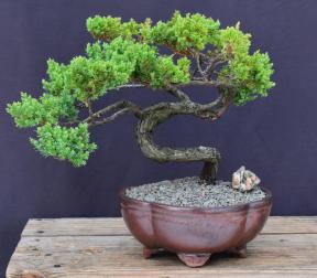 Juniper Bonsai Tree - Trained <br><i>(juniper procumbens nana)</i>