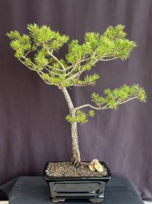 Scotch (Scots) Pine Bonsai Tree<br>(Pinus sylvestris Austrian hill)