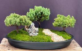 Juniper Bonsai Tree - Three Tree Forest Group<br><i>(juniper procumbens nana)</i>