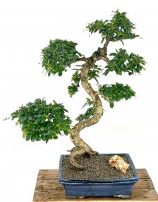 Flowering Fukien Tea Bonsai Tree<br>Curved Trunk Style<br><i>(ehretia microphylla)</i>