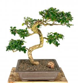 Flowering Fukien Tea Bonsai Tree<br>Curved Trunk Style<br><i>(ehretia microphylla)</i>