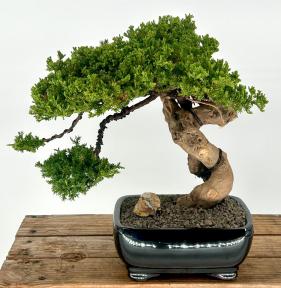 Juniper Bonsai Tree - Phoenix Graft<br><i></i>(juniper procumbens nana)